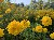 Blumenmeer