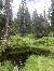 Durch‘s Hochmoor…